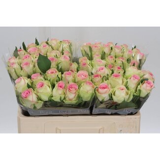 Freshy Rozen “Fashion Girl” | Kleur: Roze | Lengte ± 50 centimeter | Per 10 verse bloemen