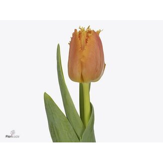 Freshy Gefranjerde Tulp “Ogene” | Kleur: Oranje | Lengte ± 38 centimeter | Per 50 verse bloemen