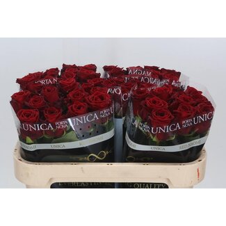 Freshy Rosa Red Naomi Supra