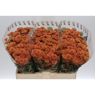 Freshy Chrysant santini Miller Smokey