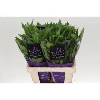 Freshy Clematis “Amazing Oslo” | Kleur: Blauw | Lengte ± 60 centimeter | Per 10 verse bloemen