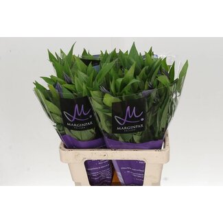 Freshy Clematis Amazing Oslo