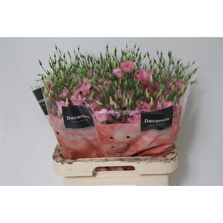 Freshy Eustoma Enkelbloemig Botanic Pink