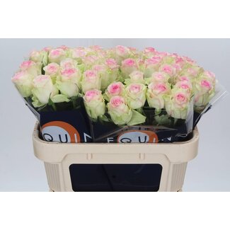 Freshy Rozen “Pink Journey” | Kleur: Roze | Lengte ± 70 centimeter | Per 20 verse bloemen