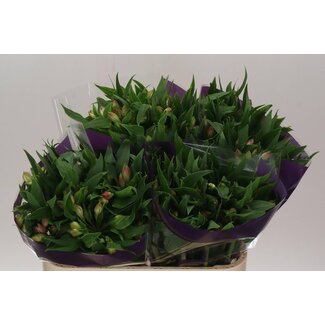 Freshy Alstroemeria “Avianna” | Kleur: Roze | Lengte ± 75 centimeter | Per 10 stelen verse bloemen