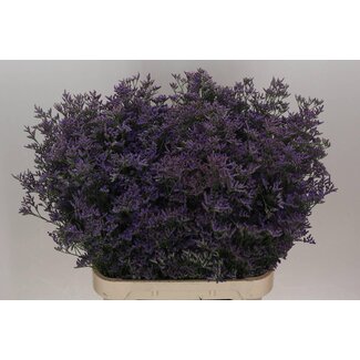 Freshy Limonium Saf Classic Blue