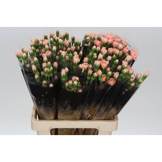 Freshy Trosanjer “Hamada” | Kleur: Roze | Lengte ± 60 centimeter | Per 25 verse bloemen