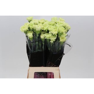 Freshy Lange Anjer “Goblin” | Kleur: Groen | Lengte ± 70 centimeter | Per 20 verse bloemen