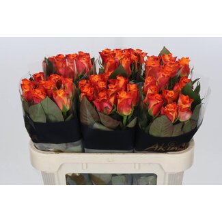 Freshy Rozen “Mariyo” | Kleur: Oranje | Lengte ± 70 centimeter | Per 10 verse bloemen