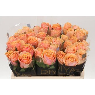 Freshy Rosa Carpe Diem