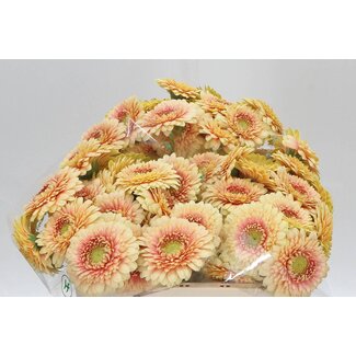 Freshy Germini Aqua “Pomponi Bebob” | Kleur: Roze | Lengte ± 50 centimeter | Per 20 verse bloemen