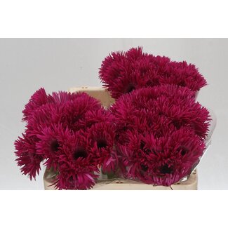 Freshy Gerbera Spider Mi Aqua “Spinner” | Kleur: Roze | Lengte ± 50 centimeter | Per 20 verse bloemen