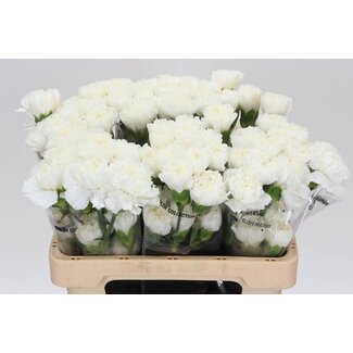 Freshy Korte Anjer “Delphi” | Kleur: Wit | Lengte ± 55 centimeter | Per 20 verse bloemen