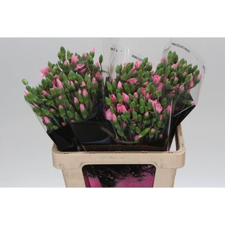 Freshy Trosanjer Enkelbloemig “Solomio Cas” | Kleur: Roze | Lengte ± 60 centimeter | Per 20 verse bloemen