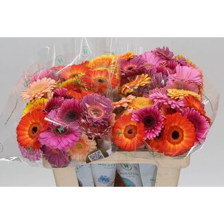 Freshy Germini Aqua “Elite Mix” Kwekers Keus | Kleur: Gemengde Kleuren | Lengte ± 50 centimeter | Per 20 verse bloemen