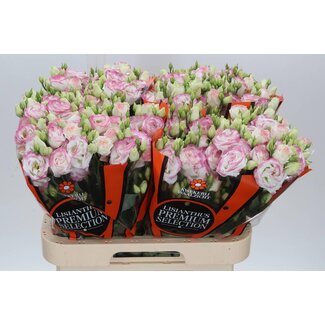 Freshy Eustoma Lisianthus Double “Croma Bridal Kiss” | Colour: White Pink | Length ± 70 centimetre | Per 10 stems fresh flowers