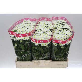 Freshy Chrysanthemum Chrysant Santini “Poppy” | Kleur: Wit | Lengte ± 55 centimeter | Per 25 stelen verse bloemen