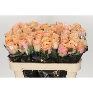 Freshy Rozen “Dividend” | Kleur: Roze | Lengte ± 70 centimeter | Per 10 verse bloemen