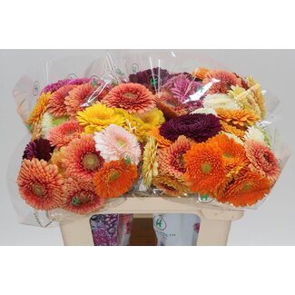 Freshy Germini Aqua “Pom Gemengd” | Kleur: Gemengde Kleuren | Lengte ± 50 centimeter | Per 20 verse bloemen