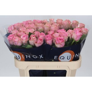 Freshy Rozen “Renaissance” | Kleur: Roze | Lengte ± 70 centimeter | Per 10 verse bloemen
