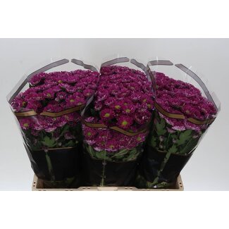 Freshy Chrysanthemum Chrysant Santini “Rossi Splendid” | Kleur: Paars | Lengte ± 55 centimeter | Per 25 stelen verse bloemen