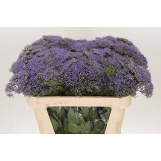 Freshy Trachelium “Blue Lake Michigan” | Kleur: Paars | Lengte ± 70 centimeter | Per 20 stelen verse bloemen
