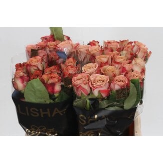 Freshy Rozen “Cappuccino” | Kleur: Roze | Lengte ± 40 centimeter | Per 20 verse bloemen