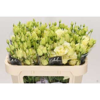 Freshy Eustoma Lisianthus Gevuld “Alissa Geel” | Kleur: Geel | Lengte ± 70 centimeter | Per 10 stelen verse bloemen