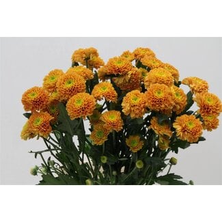 Freshy Troschrysant Chrysanthemum “Lionking” | Kleur: Oranje | Lengte ± 70 centimeter | Per 10 stelen verse bloemen