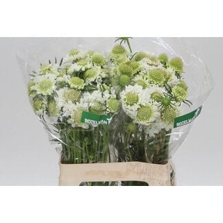 Freshy Scabiosa Atropurpurea “F Scoop Whit” | Kleur: Wit | Lengte ± 60 centimeter | Per 30 verse bloemen