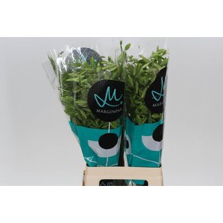 Freshy Chasmanthium Latifolium