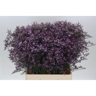 Freshy Limonium Safora “Lilac” | Kleur: Paars | Lengte ± 70 centimeter | Per 25 stelen verse bloemen