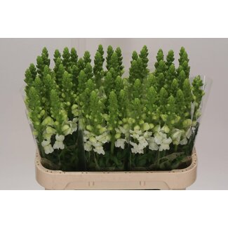 Freshy Antirrhinum Leeuwenbek “Cool White” | Kleur: Wit | Lengte ± 75 centimeter | Per 10 stelen verse bloemen