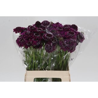 Freshy Scabiosa At F Scoop Dark Purple