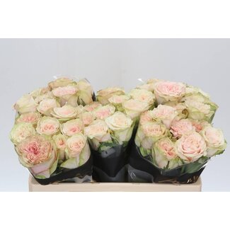 Freshy Rozen “Country Secret” | Kleur: Wit | Lengte ± 50 centimeter | Per 10 verse bloemen