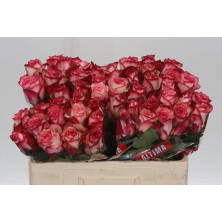 Freshy Rozen “Paloma” | Kleur: Roze | Lengte ± 50 centimeter | Per 10 verse bloemen