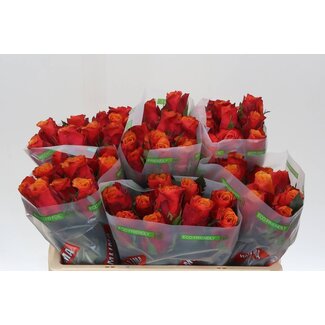 Freshy Rozen “Espana” | Kleur: Geel | Lengte ± 50 centimeter | Per 20 verse bloemen