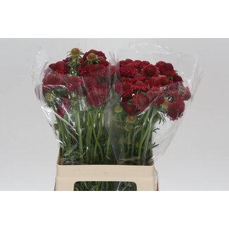 Freshy Scabiosa Atropurpurea “Raspberry Scoop” | Kleur: Rood | Lengte ± 60 centimeter | Per 30 verse bloemen