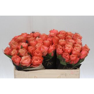 Freshy Rozen “Kahala” | Kleur: Roze | Lengte ± 50 centimeter | Per 10 verse bloemen