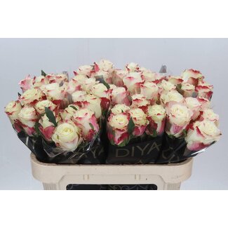 Freshy Rosa Sweet Horizon