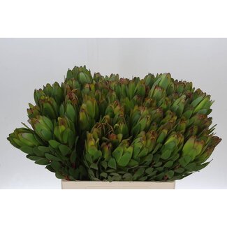 Freshy Leucadendron “Safari Goldstrike” | Kleur: Geel Groen | Lengte ± 60 centimeter | Per 20 verse bloemen