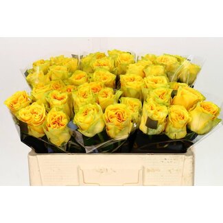 Freshy Rozen “Santa Fe” | Kleur: Geel | Lengte ± 50 centimeter | Per 10 verse bloemen