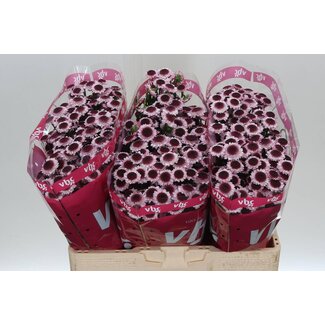 Freshy Chrysanthemum Chrysant Santini “Sweetheart” | Kleur: Rood | Lengte ± 55 centimeter | Per 25 stelen verse bloemen