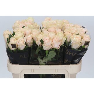 Freshy Rozen “Pomarosa” | Kleur: Roze | Lengte ± 70 centimeter | Per 20 verse bloemen