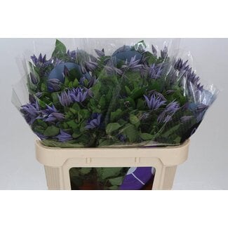 Freshy Clematis “Amazing Sofia” | Kleur: Paars | Lengte ± 70 centimeter | Per 10 verse bloemen