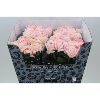 Freshy Rozen “Tres Jolie” | Kleur: Oranje | Lengte ± 70 centimeter | Per 10 verse bloemen