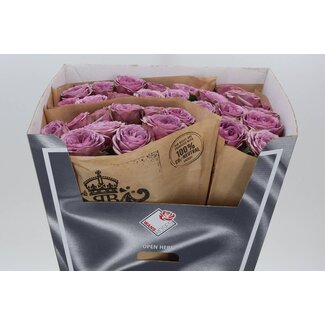 Freshy Rozen “Smokey Eyes” | Kleur: Paars | Lengte ± 70 centimeter | Per 10 verse bloemen