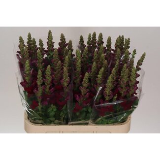Freshy Antirrhinum Leeuwenbek “Antibes Red” | Kleur: Rood | Lengte ± 80 centimeter | Per 10 stelen verse bloemen