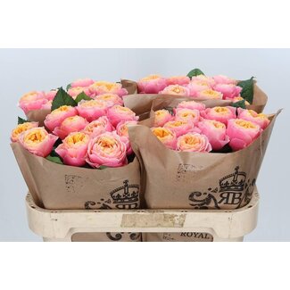 Freshy Rozen “Vuvuzela” | Kleur: Roze | Lengte ± 70 centimeter | Per 10 verse bloemen