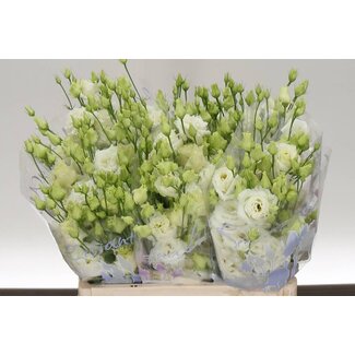 Freshy Eustoma Lisianthus Gevuld “Alissa White” | Kleur: Wit | Lengte ± 60 centimeter | Per 20 stelen verse bloemen